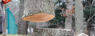 Idylwood, VA Tree Care Company